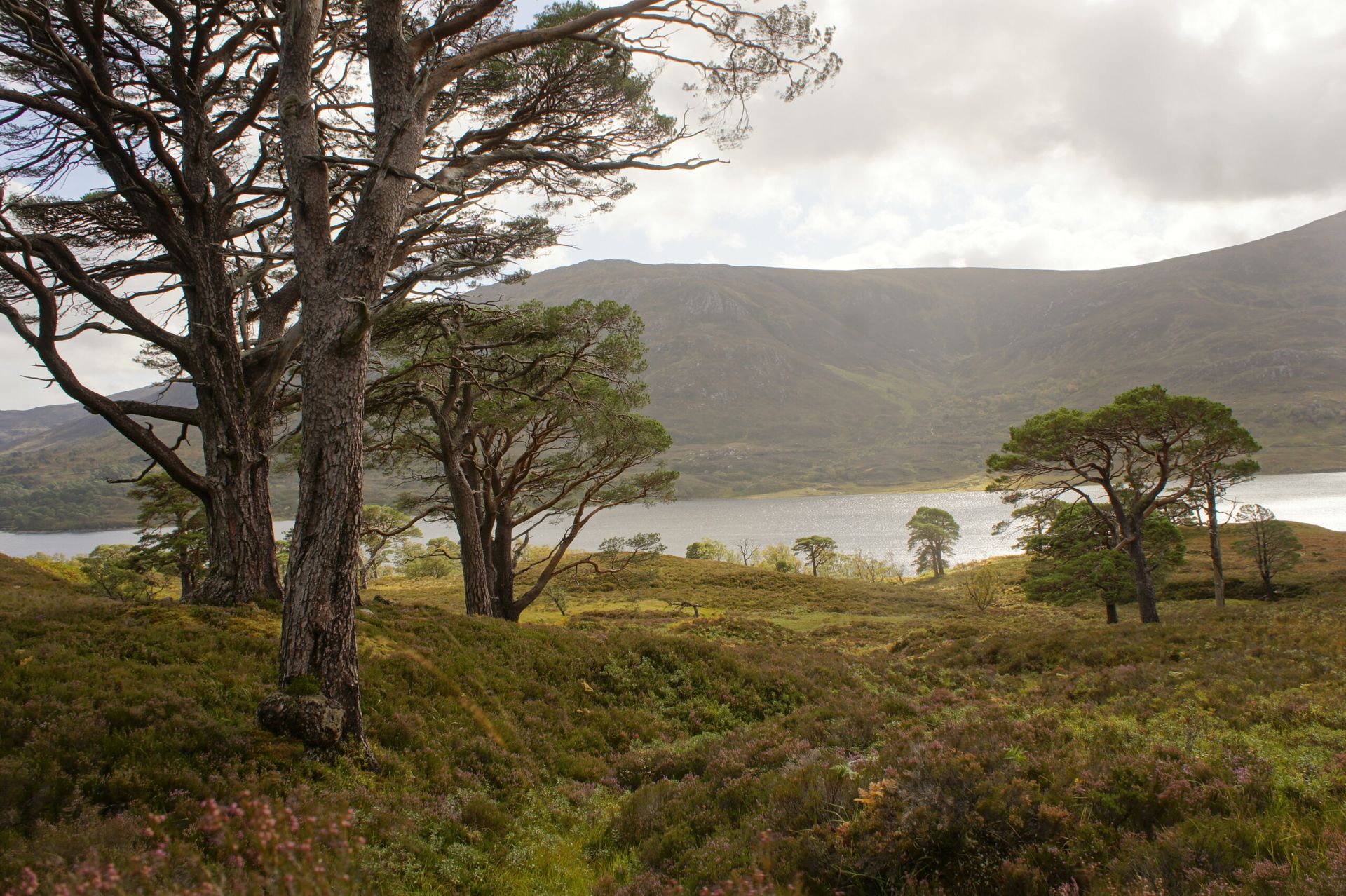 A picture of a loch in Easter Ross in Scotland